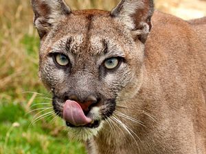 Preview wallpaper cougar, face, tongue, close-up