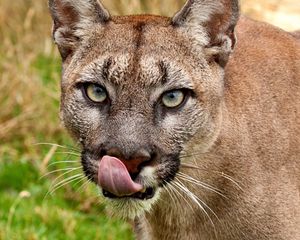 Preview wallpaper cougar, face, tongue, close-up