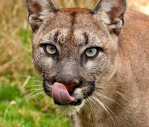 Preview wallpaper cougar, face, tongue, close-up