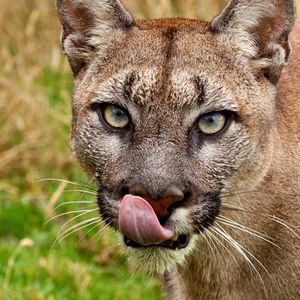 Preview wallpaper cougar, face, tongue, close-up