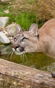 Preview wallpaper cougar, fear, attention, water, grass