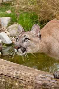 Preview wallpaper cougar, fear, attention, water, grass