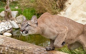 Preview wallpaper cougar, fear, attention, water, grass