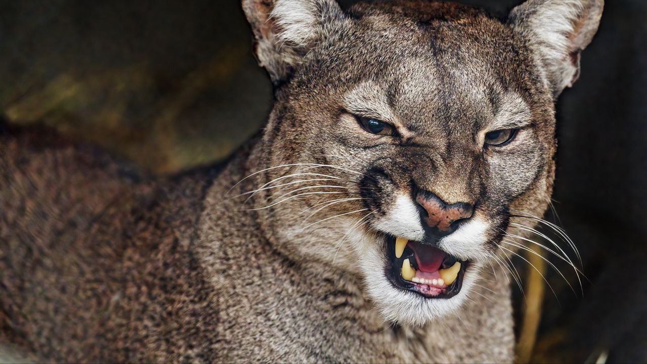 Wallpaper cougar, grin, fangs, predator, animal