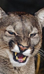 Preview wallpaper cougar, grin, fangs, predator, animal