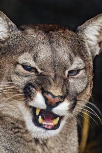 Preview wallpaper cougar, grin, fangs, predator, animal