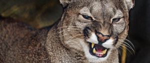 Preview wallpaper cougar, grin, fangs, predator, animal