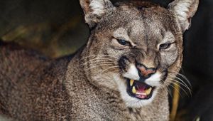 Preview wallpaper cougar, grin, fangs, predator, animal