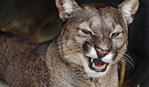 Preview wallpaper cougar, grin, fangs, predator, animal