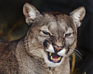 Preview wallpaper cougar, grin, fangs, predator, animal