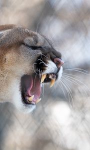 Preview wallpaper cougar, grin, roar, predator, fangs, wildlife