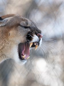 Preview wallpaper cougar, grin, roar, predator, fangs, wildlife