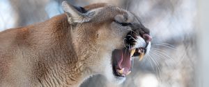 Preview wallpaper cougar, grin, roar, predator, fangs, wildlife