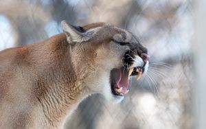 Preview wallpaper cougar, grin, roar, predator, fangs, wildlife