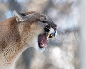 Preview wallpaper cougar, grin, roar, predator, fangs, wildlife