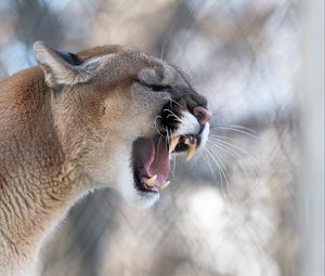 Preview wallpaper cougar, grin, roar, predator, fangs, wildlife