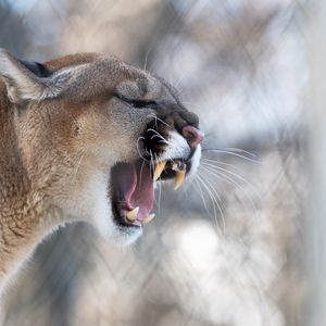 Preview wallpaper cougar, grin, roar, predator, fangs, wildlife