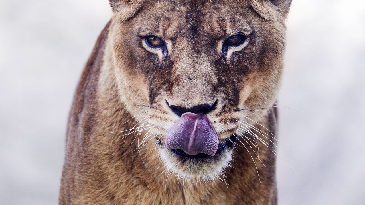 Wallpaper cougar, protruding tongue, predator, animal, big cat