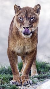 Preview wallpaper cougar, protruding tongue, predator, animal, big cat
