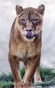 Preview wallpaper cougar, protruding tongue, predator, animal, big cat