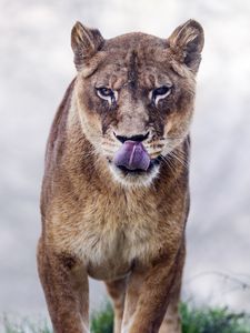 Preview wallpaper cougar, protruding tongue, predator, animal, big cat