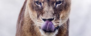 Preview wallpaper cougar, protruding tongue, predator, animal, big cat