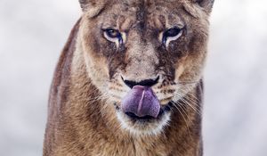 Preview wallpaper cougar, protruding tongue, predator, animal, big cat