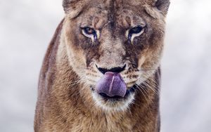 Preview wallpaper cougar, protruding tongue, predator, animal, big cat