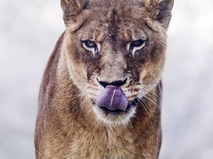 Preview wallpaper cougar, protruding tongue, predator, animal, big cat