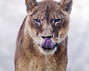 Preview wallpaper cougar, protruding tongue, predator, animal, big cat