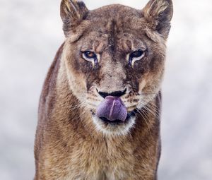 Preview wallpaper cougar, protruding tongue, predator, animal, big cat