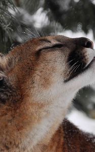 Preview wallpaper cougar, puma, wild cat, muzzle