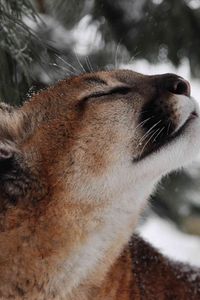 Preview wallpaper cougar, puma, wild cat, muzzle