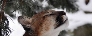 Preview wallpaper cougar, puma, wild cat, muzzle