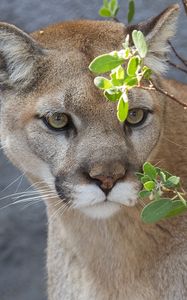 Preview wallpaper cougar, puma, wild cat, predator, branch