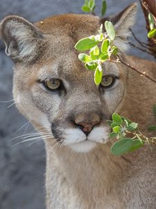 Preview wallpaper cougar, puma, wild cat, predator, branch