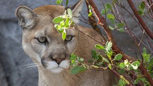 Preview wallpaper cougar, puma, wild cat, predator, branch