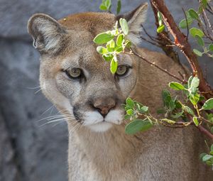 Preview wallpaper cougar, puma, wild cat, predator, branch