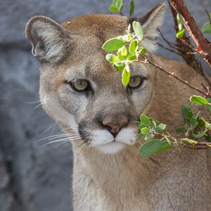 Preview wallpaper cougar, puma, wild cat, predator, branch