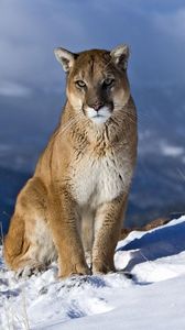 Preview wallpaper cougar, snow, mountain, sit, pretty