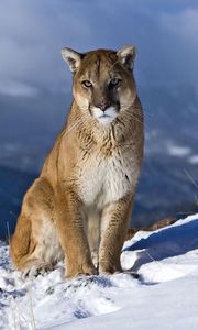 Preview wallpaper cougar, snow, mountain, sit, pretty