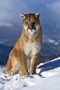 Preview wallpaper cougar, snow, mountain, sit, pretty