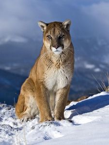 Preview wallpaper cougar, snow, mountain, sit, pretty