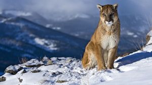 Preview wallpaper cougar, snow, mountain, sit, pretty