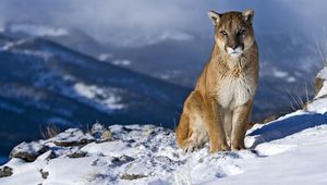 Preview wallpaper cougar, snow, mountain, sit, pretty