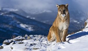 Preview wallpaper cougar, snow, mountain, sit, pretty