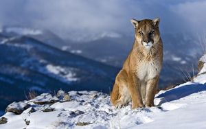 Preview wallpaper cougar, snow, mountain, sit, pretty