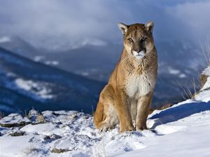 Preview wallpaper cougar, snow, mountain, sit, pretty