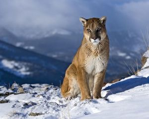 Preview wallpaper cougar, snow, mountain, sit, pretty