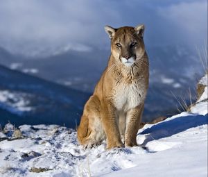 Preview wallpaper cougar, snow, mountain, sit, pretty